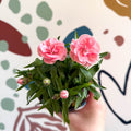 Dianthus 'Oscar Pink' - Pot Carnations [British Grown] - Sprouts of Bristol
