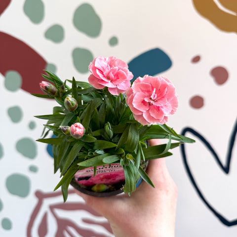 Dianthus 'Oscar Pink' - Pot Carnations [British Grown] - Sprouts of Bristol