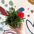 Dianthus 'Oscar Red' - Pot Carnations [British Grown] - Sprouts of Bristol