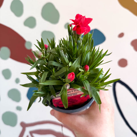 Dianthus 'Oscar Red' - Pot Carnations [British Grown] - Sprouts of Bristol