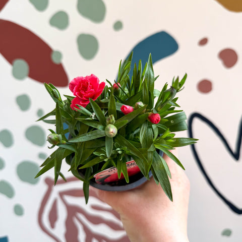 Dianthus 'Oscar Salmon' - Pot Carnations [British Grown] - Sprouts of Bristol