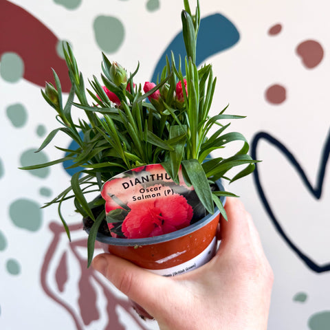 Dianthus 'Oscar Salmon' - Pot Carnations [British Grown] - Sprouts of Bristol