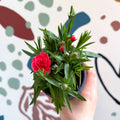 Dianthus 'Oscar Salmon' - Pot Carnations [British Grown] - Sprouts of Bristol