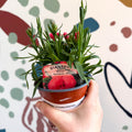Dianthus 'Oscar Salmon' - Pot Carnations [British Grown] - Sprouts of Bristol
