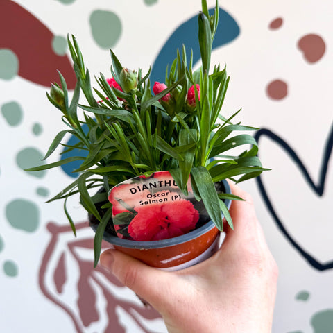 Dianthus 'Oscar Salmon' - Pot Carnations [British Grown] - Sprouts of Bristol