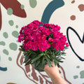 Dianthus 'Peman Violet' - Pot Carnations - Sprouts of Bristol