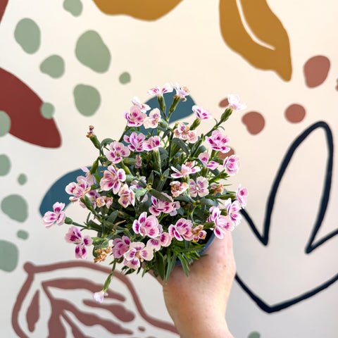 Dianthus 'Pink Kisses' - Pot Carnations - Sprouts of Bristol