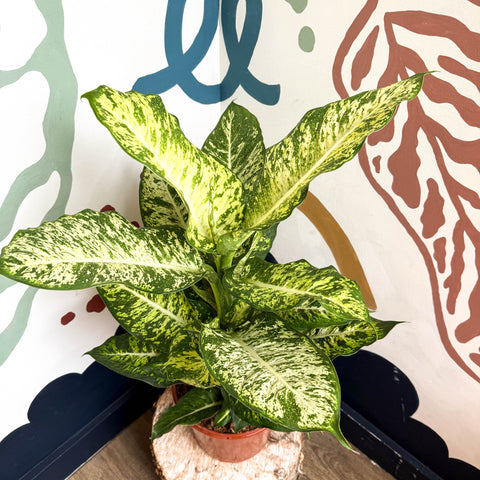 Dieffenbachia 'Mars' - Leopard Lily - Sprouts of Bristol