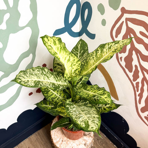 Dieffenbachia 'Mars' - Leopard Lily - Sprouts of Bristol