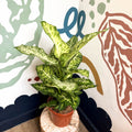 Dieffenbachia 'Mars' - Leopard Lily - Sprouts of Bristol