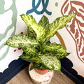 Dieffenbachia 'Mars' - Leopard Lily - Sprouts of Bristol