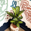 Dieffenbachia seguine ‘Maroba’ – Leopard Lily - Sprouts of Bristol