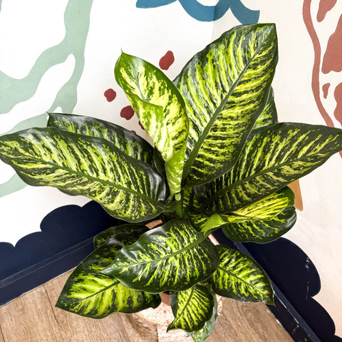 Dieffenbachia seguine ‘Maroba’ – Leopard Lily - Sprouts of Bristol