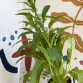 Digitalis purpurea 'Dalmatian Cream' - Foxgloves [British Grown Herbaceous Perennial] - Sprouts of Bristol