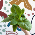 Digitalis purpurea 'Dalmatian Rose' - Foxgloves [British Grown Herbaceous Perennial] - Sprouts of Bristol