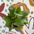 Digitalis purpurea 'Virtuoso White' - Foxgloves [British Grown Herbaceous Perennial] - Sprouts of Bristol