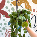 Dischidia platyphylla - Paddle - leaf Vine - Sprouts of Bristol