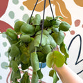 Dischidia platyphylla - Paddle - leaf Vine - Sprouts of Bristol