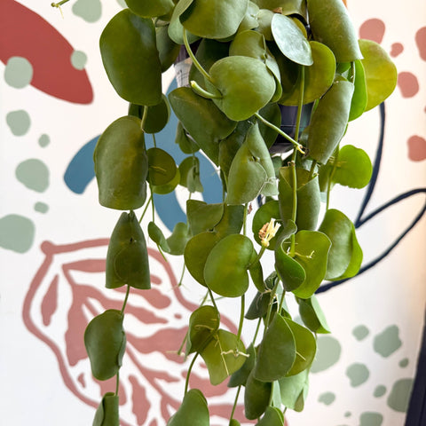 Dischidia platyphylla - Paddle - leaf Vine - Sprouts of Bristol