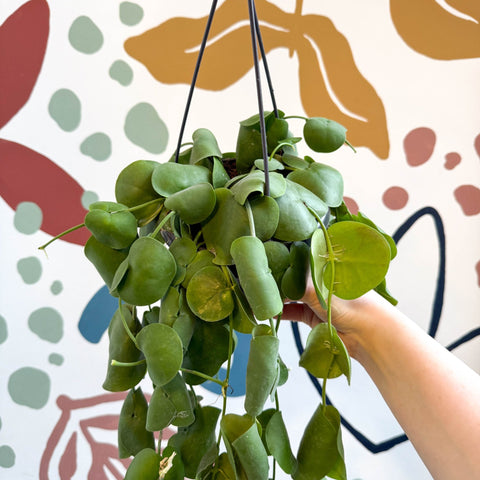 Dischidia platyphylla - Paddle - leaf Vine - Sprouts of Bristol