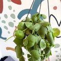 Dischidia platyphylla - Paddle - leaf Vine - Sprouts of Bristol
