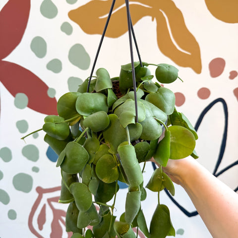 Dischidia platyphylla - Paddle - leaf Vine - Sprouts of Bristol