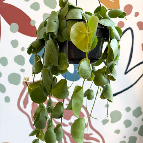 Dischidia platyphylla - Paddle - leaf Vine - Sprouts of Bristol