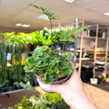 Doryopteris pilosa ‘Gemmifera’ - Antenna Fern - Sprouts of Bristol