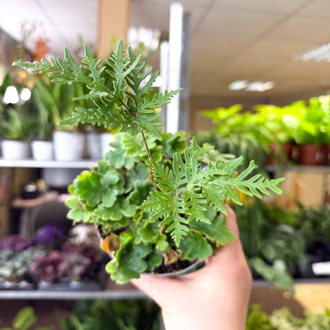 Doryopteris pilosa ‘Gemmifera’ - Antenna Fern - Sprouts of Bristol