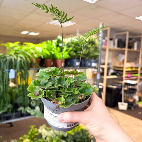 Doryopteris pilosa ‘Gemmifera’ - Antenna Fern - Sprouts of Bristol