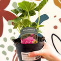 Double Hollyhock - Alcea rosea 'Chater's Double Rose Pink' - British Grown Herbaceous Perennial - Sprouts of Bristol