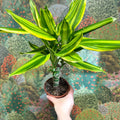 Dracaena fragrans - Corn Plant (Mixed) - Sprouts of Bristol