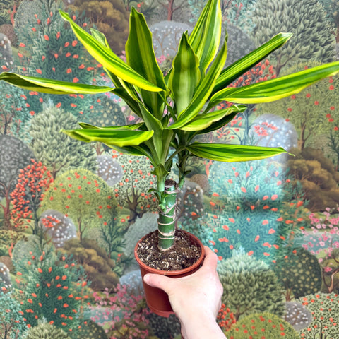 Dracaena fragrans - Corn Plant (Mixed) - Sprouts of Bristol