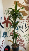 Dracaena fragrans ‘Janet Craig’ – Corn Plant - Sprouts of Bristol