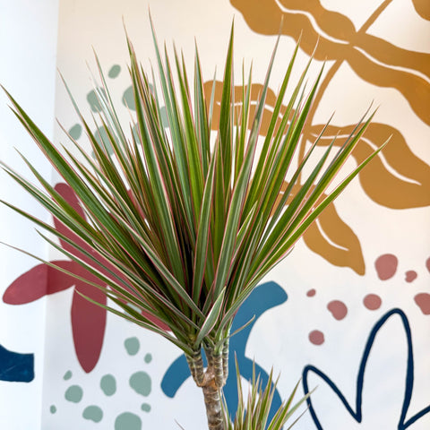 Dracaena marginata 'Bicolor' - Dragon Tree - Sprouts of Bristol