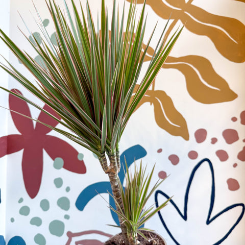 Dracaena marginata 'Bicolor' - Dragon Tree - Sprouts of Bristol