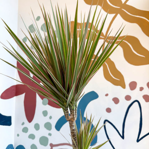 Dracaena marginata 'Bicolor' - Dragon Tree - Sprouts of Bristol