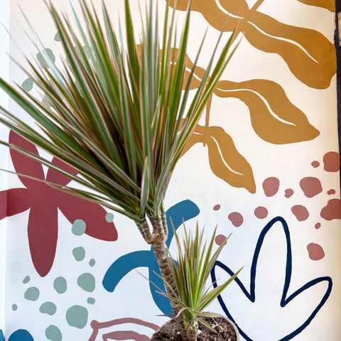 Dracaena marginata 'Bicolor' - Dragon Tree - Sprouts of Bristol