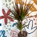 Dracaena marginata 'Magenta' - Magenta Dragon Tree - Sprouts of Bristol