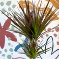 Dracaena marginata 'Magenta' - Magenta Dragon Tree - Sprouts of Bristol