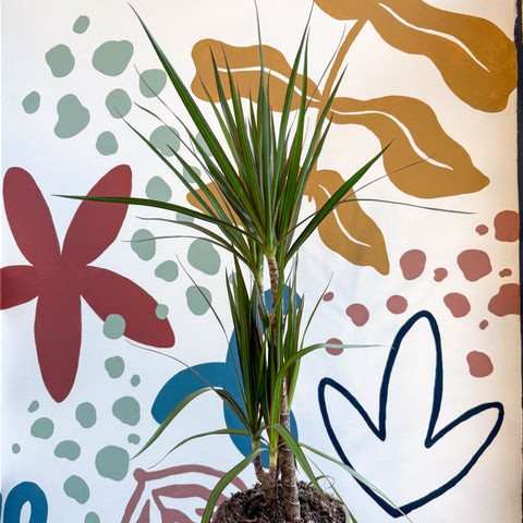 Dracaena marginata 'Red Edge' - Magenta Dragon Tree - Sprouts of Bristol