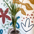 Dracaena marginata 'Red Edge' - Magenta Dragon Tree - Sprouts of Bristol