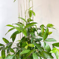 Dracaena surculosa - Gold Dust Plant - Sprouts of Bristol