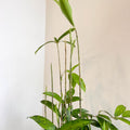Dracaena surculosa - Gold Dust Plant - Sprouts of Bristol