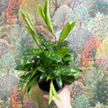 Dracaena surculosa - Gold Dust Plant - Sprouts of Bristol