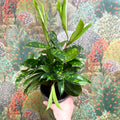 Dracaena surculosa - Gold Dust Plant - Sprouts of Bristol