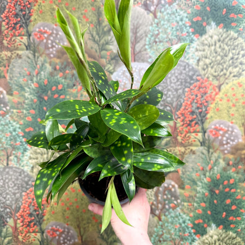 Dracaena surculosa - Gold Dust Plant - Sprouts of Bristol