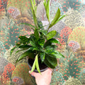 Dracaena surculosa - Gold Dust Plant - Sprouts of Bristol