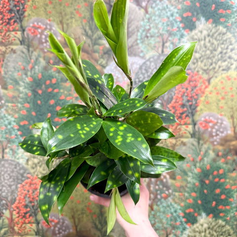 Dracaena surculosa - Gold Dust Plant - Sprouts of Bristol
