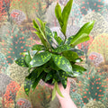 Dracaena surculosa - Gold Dust Plant - Sprouts of Bristol